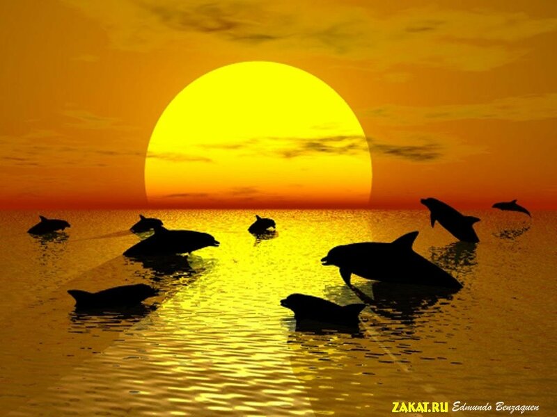 Дельфины море закат